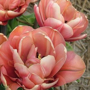 Tulip Double Early La Belle Epoque